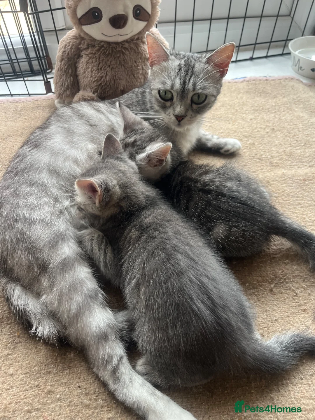 British Shorthair cats for sale: British shorthair x  - Advert 1