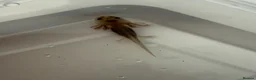 Axolotl reptiles for sale: Axolotl - Advert 34