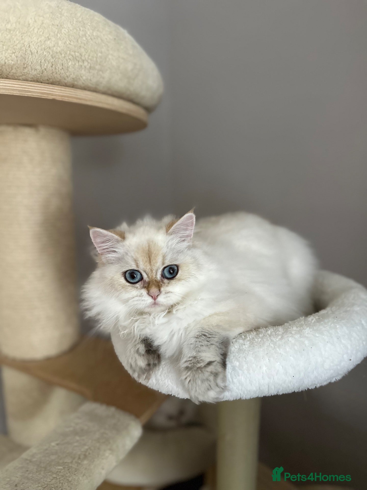 British Longhair cats Golden blue and golden colourpoint cuties  - Advert 2