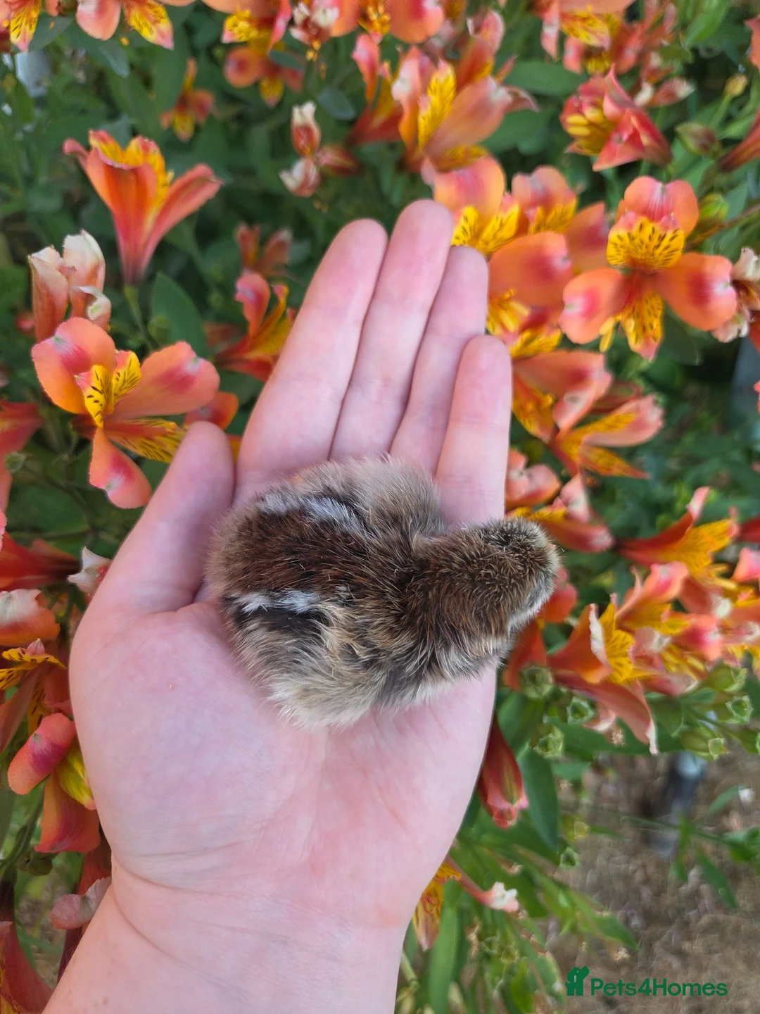 Chickens poultry for sale: Bantam day old chicks in Grays - Advert 2