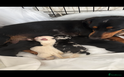 Mixed Breed dogs for sale: Miniature dachshund x French bulldog - Image 6