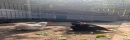 Chickens poultry for sale: 5 Chickens & Coop  - Advert 5
