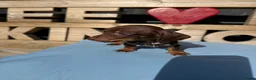 Dachshund dogs for sale: Dutch hound Puppies in Orpington - Advert 9
