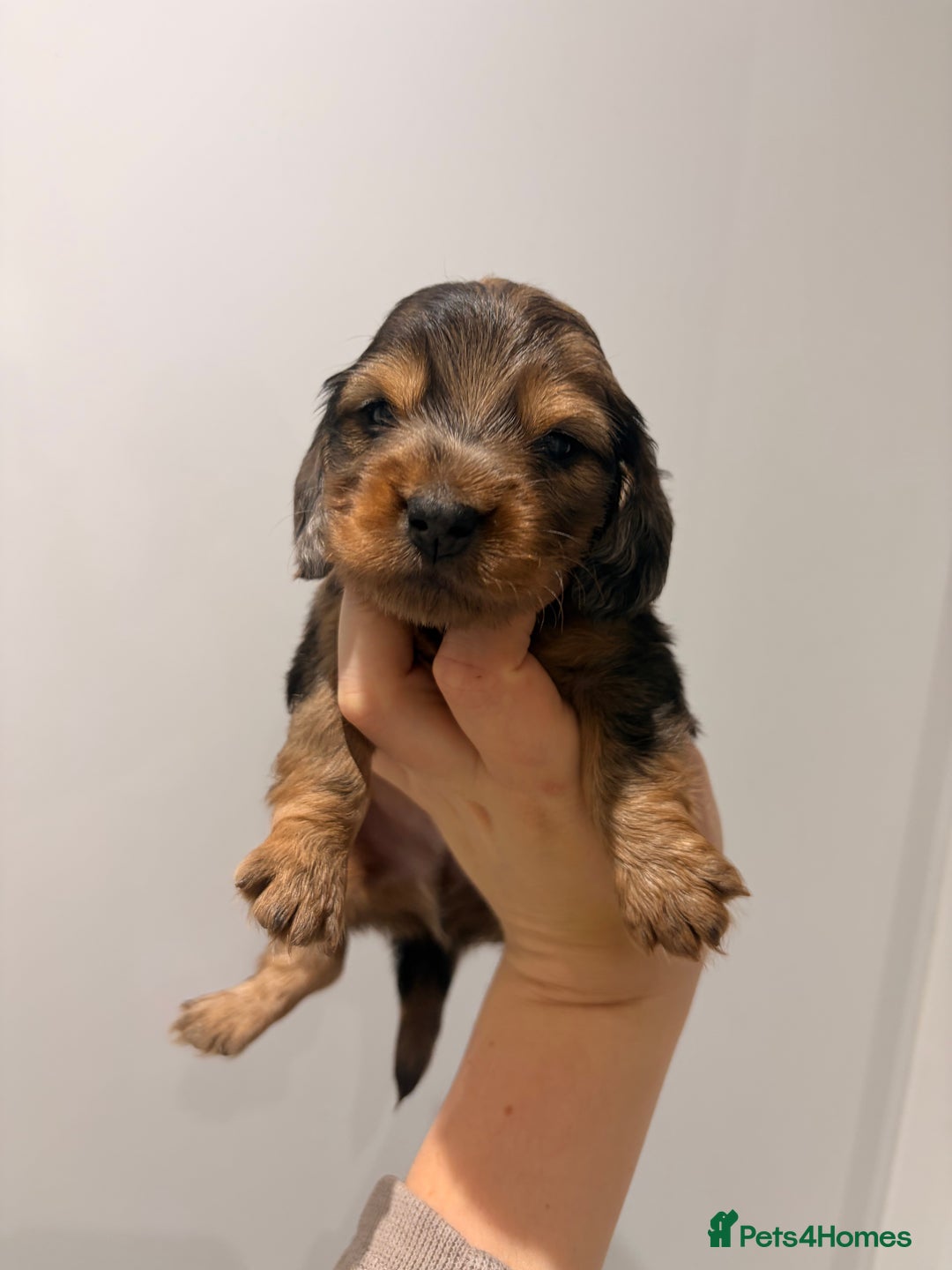 Miniature Dachshund dogs for sale: Quality Russian shaded red minis - Advert 36
