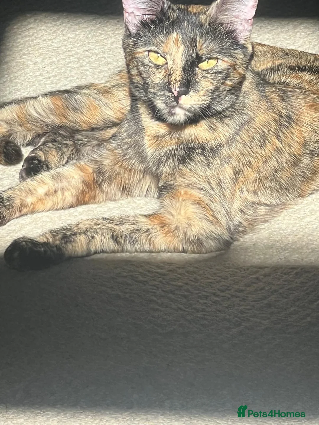 Mixed Breed cats for sale: Cat mother is meant to be a bengal in Bolton - Advert 2