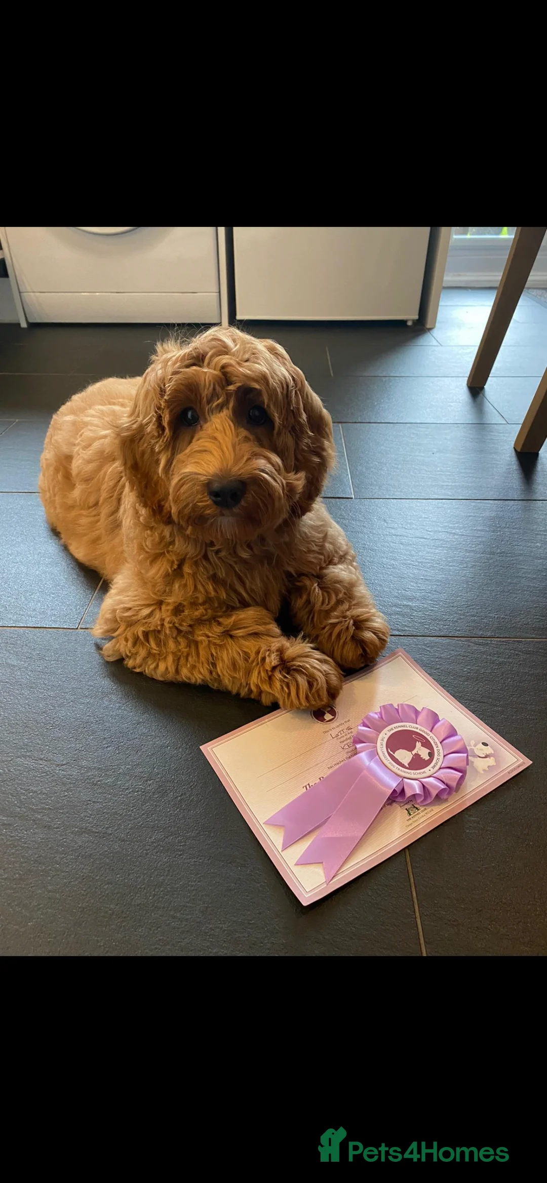 Miniature Poodle dogs for stud: ❤️ DNA Health Tested Beautiful red poodle for stud - Advert 8