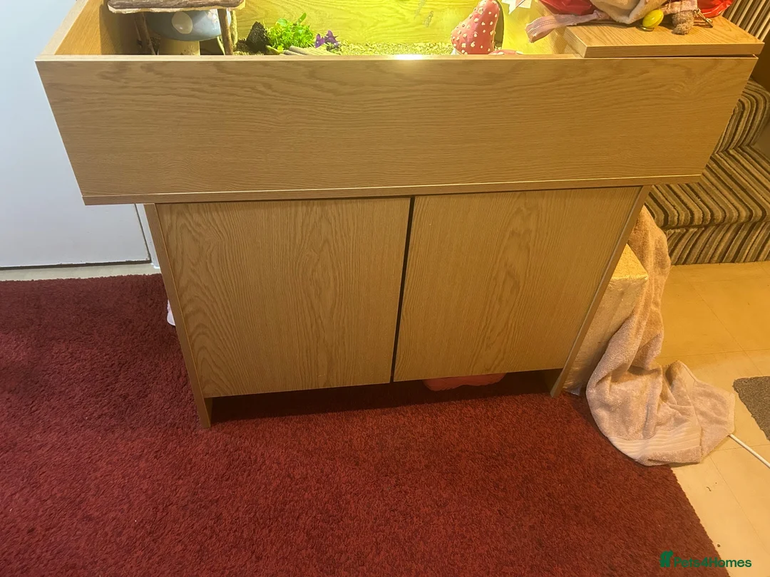 Hermann Tortoise reptiles for sale: Female tortoise and full set up  in Bournemouth - Advert 2