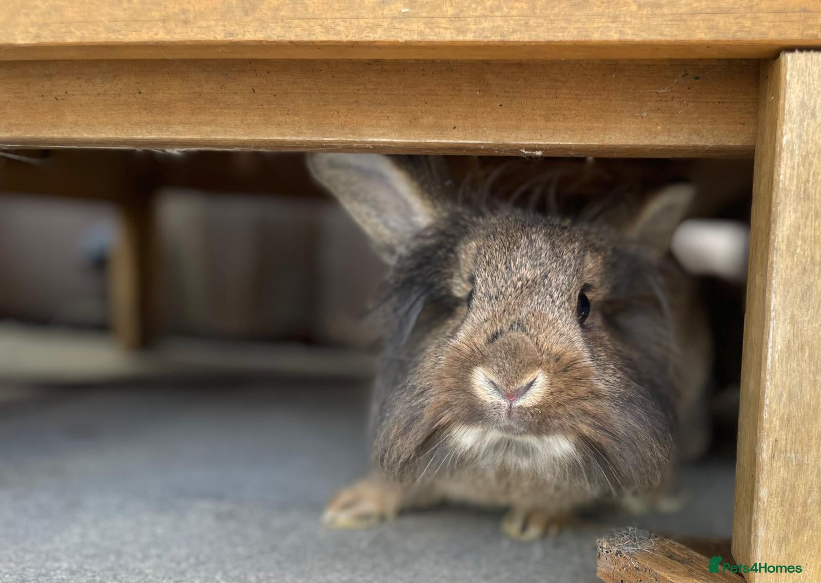 Lionhead rabbits Lion head bunny for REHOMING - Advert 1