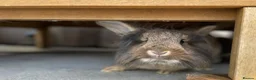 Lionhead rabbits for sale: Lion head bunny for REHOMING - Advert 1