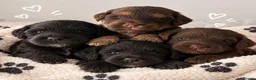 Cockapoo dogs for sale: Beautiful f1 cockapoo puppies - Advert 2