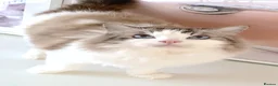 Ragdoll cats for sale: INDOOR GCCF REG 4 YEARS OLD RAGDOLL MALE CAT - Advert 13