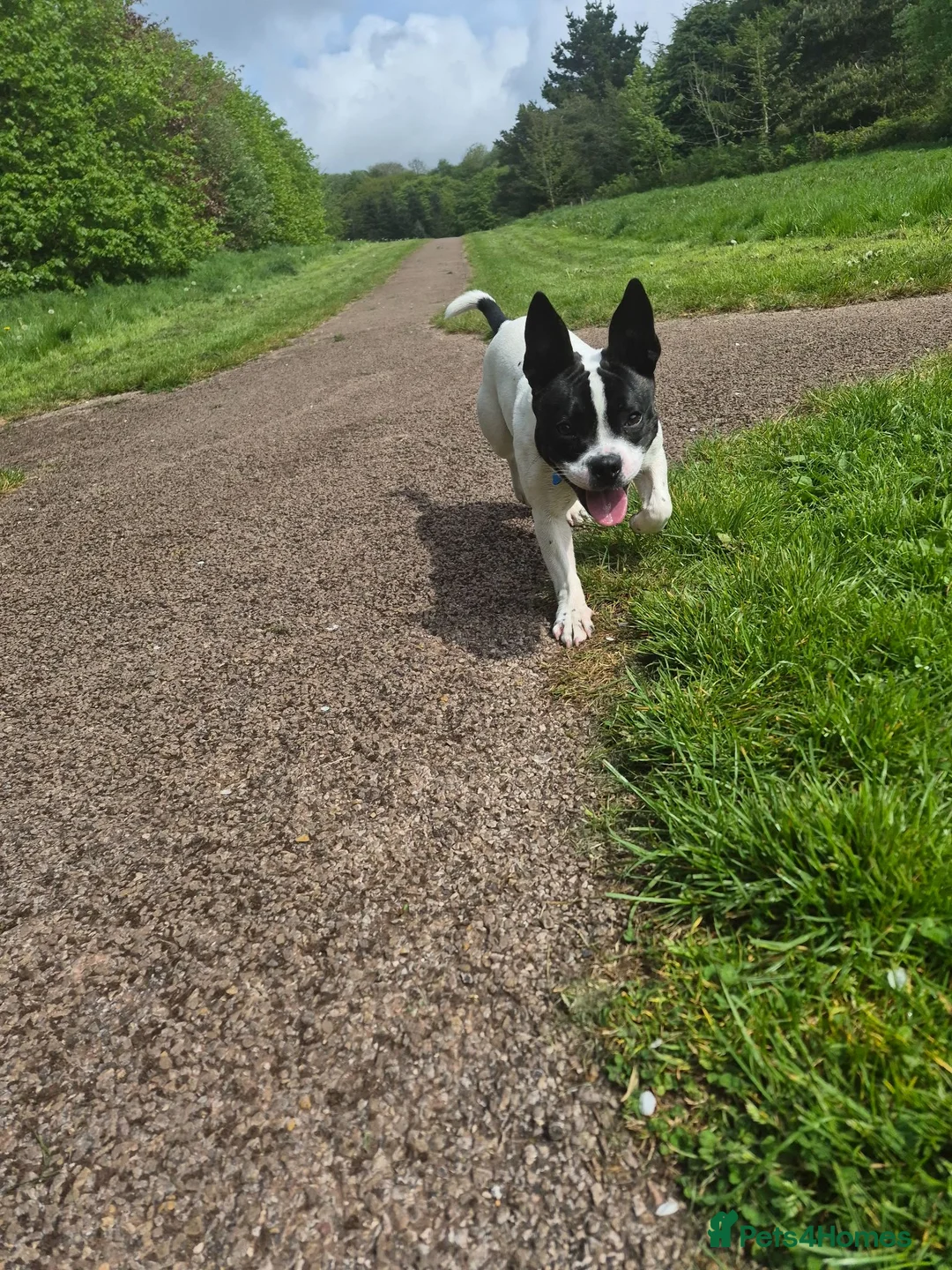 Mixed Breed dogs for sale: 9 month old French bull x Staffordshire bull - Advert 6