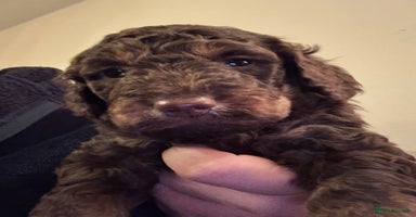 Cockapoo dogs - Advert 14