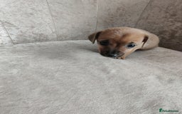 Mixed Breed dogs for sale: Four Little Ones:Sweet Female Puppies Seeking Home - Image 13