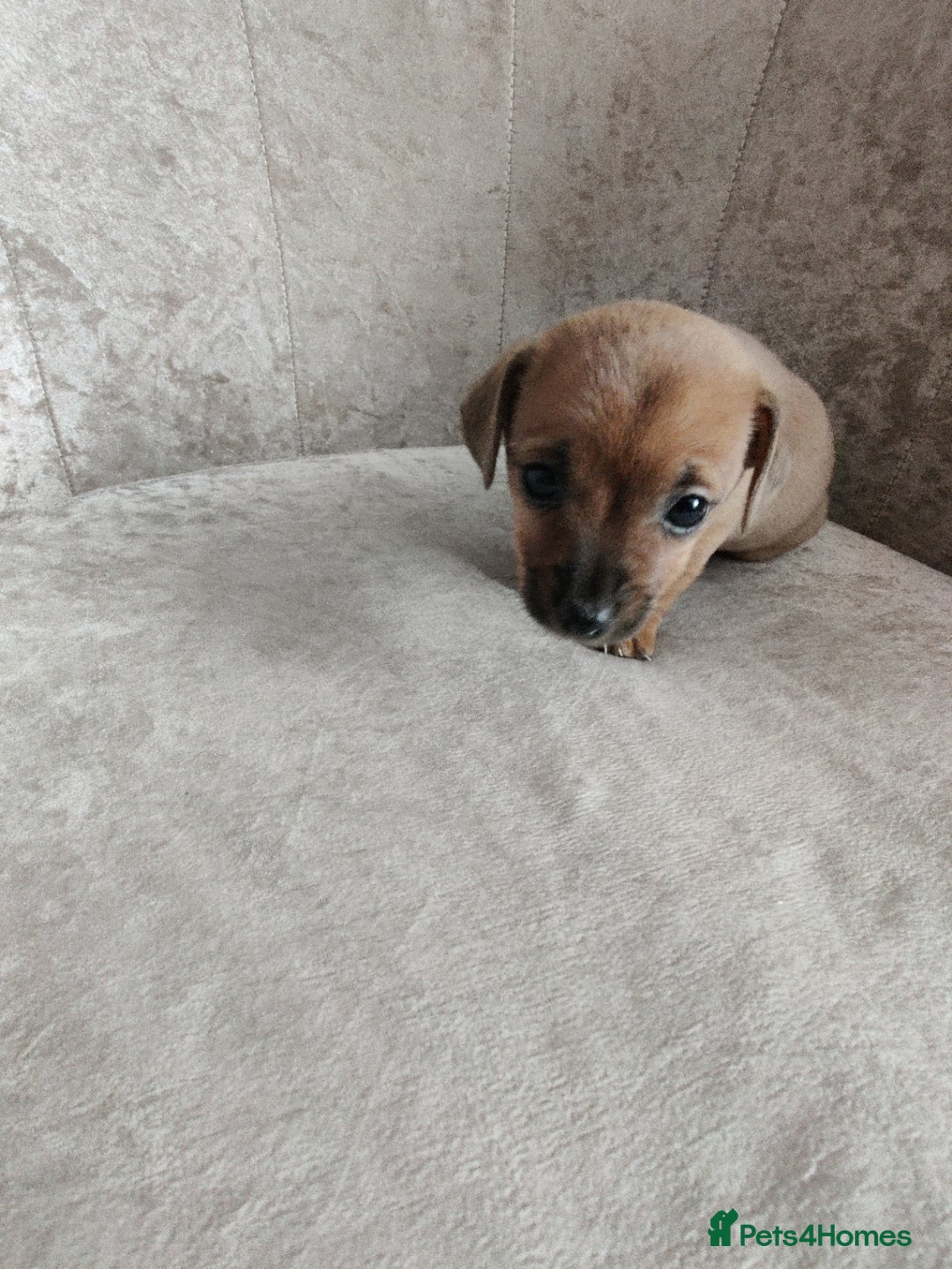 Mixed Breed dogs for sale: Four Little Ones:Sweet Female Puppies Seeking Home - Image 13