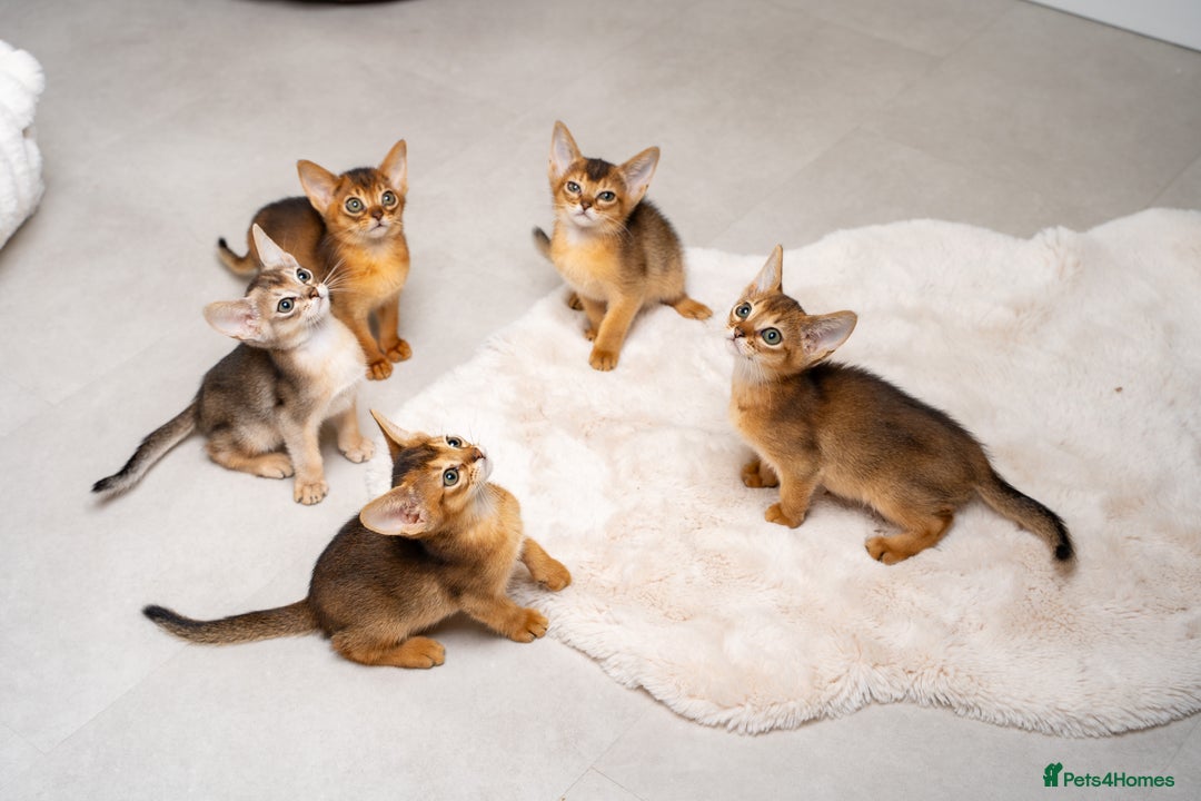 Abyssinian cats for sale: 6 Amazing Abyssinians, Extra Lovlely Personality - Advert 22