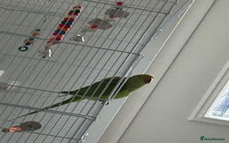 Ringnecks birds for sale: Green ringneck parrot - Advert 5