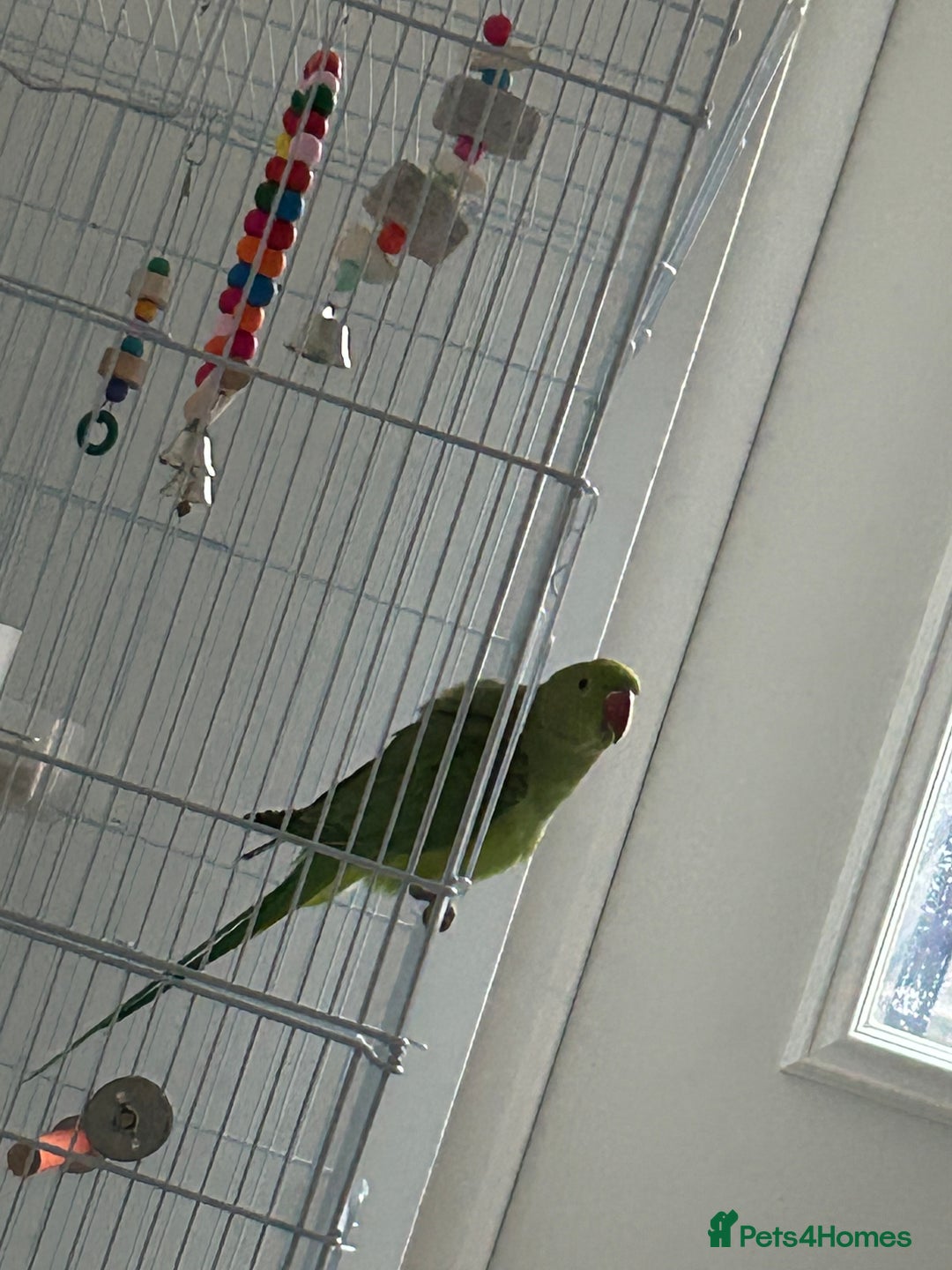 Ringnecks birds for sale: Green ringneck parrot - Advert 5