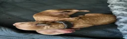 Mixed Breed dogs for sale: F1B cockapoos  in Wrexham - Advert 4