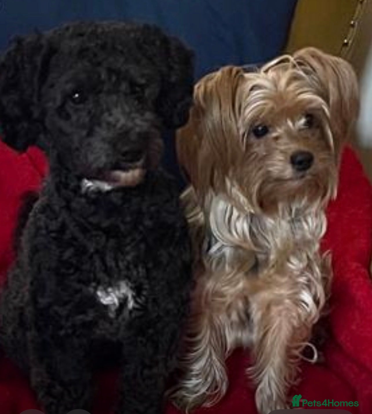 Mixed Breed dogs Adorable Morkie-Poo’s Pups for sale  - Advert 3