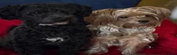 Mixed Breed dogs for sale: Adorable Morkie-Poo’s Pups for sale  - Advert 1