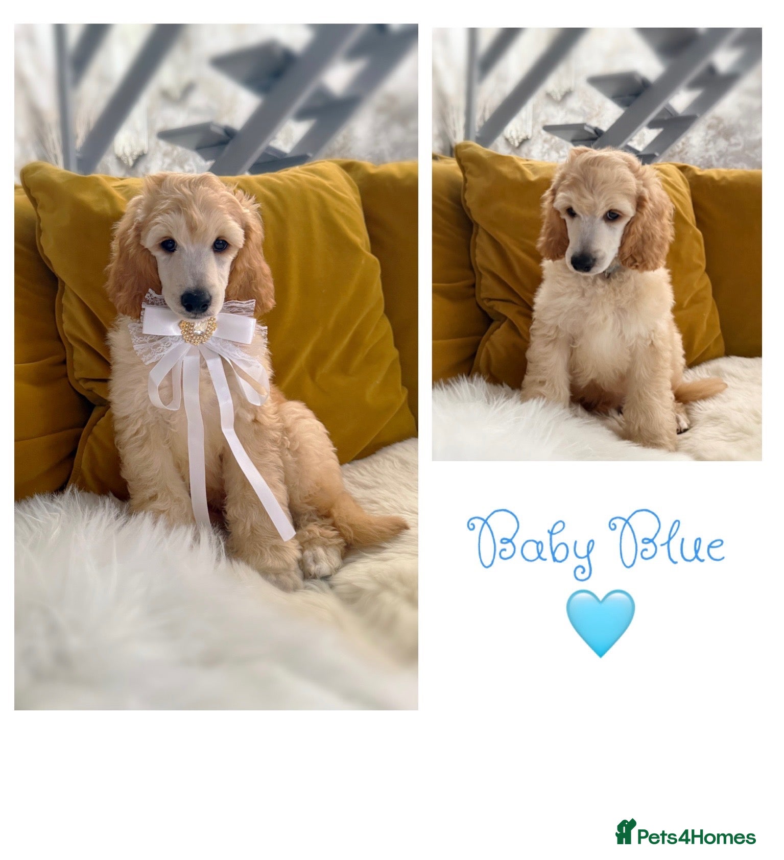 Standard Poodle dogs Baby blue  - Advert 2