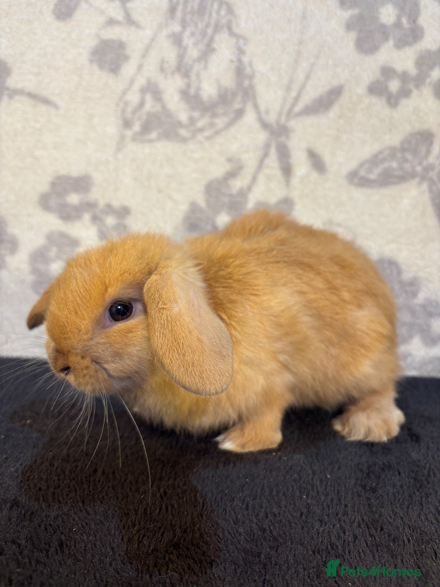 Mixed Breed rabbits 4 mini lop orange bunnies 2 male, 2 female - Advert 3