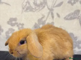 Mixed Breed rabbits 4 mini lop orange bunnies 2 male, 2 female - Advert 3