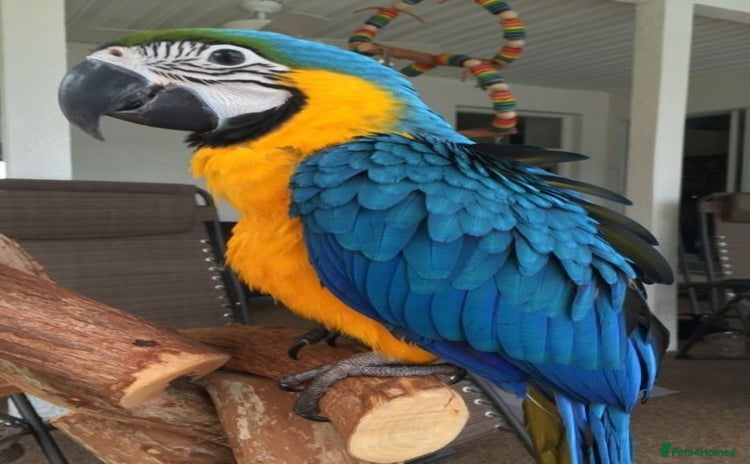 Macaws birds - Advert 1