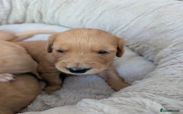 Golden Retriever dogs for sale: Beautiful Golden retriever puppies  - Image 5