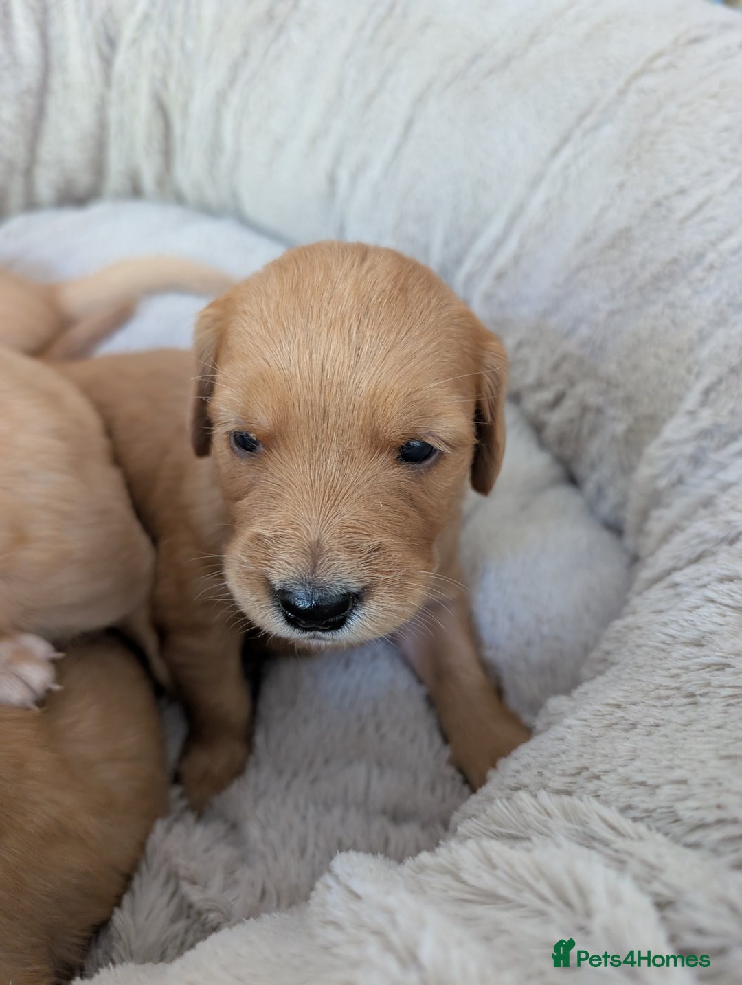 Golden Retriever dogs for sale: Beautiful Golden retriever puppies  - Image 5
