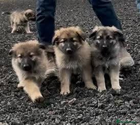 German Shepherd dogs German Shepherd pups - Advert 1