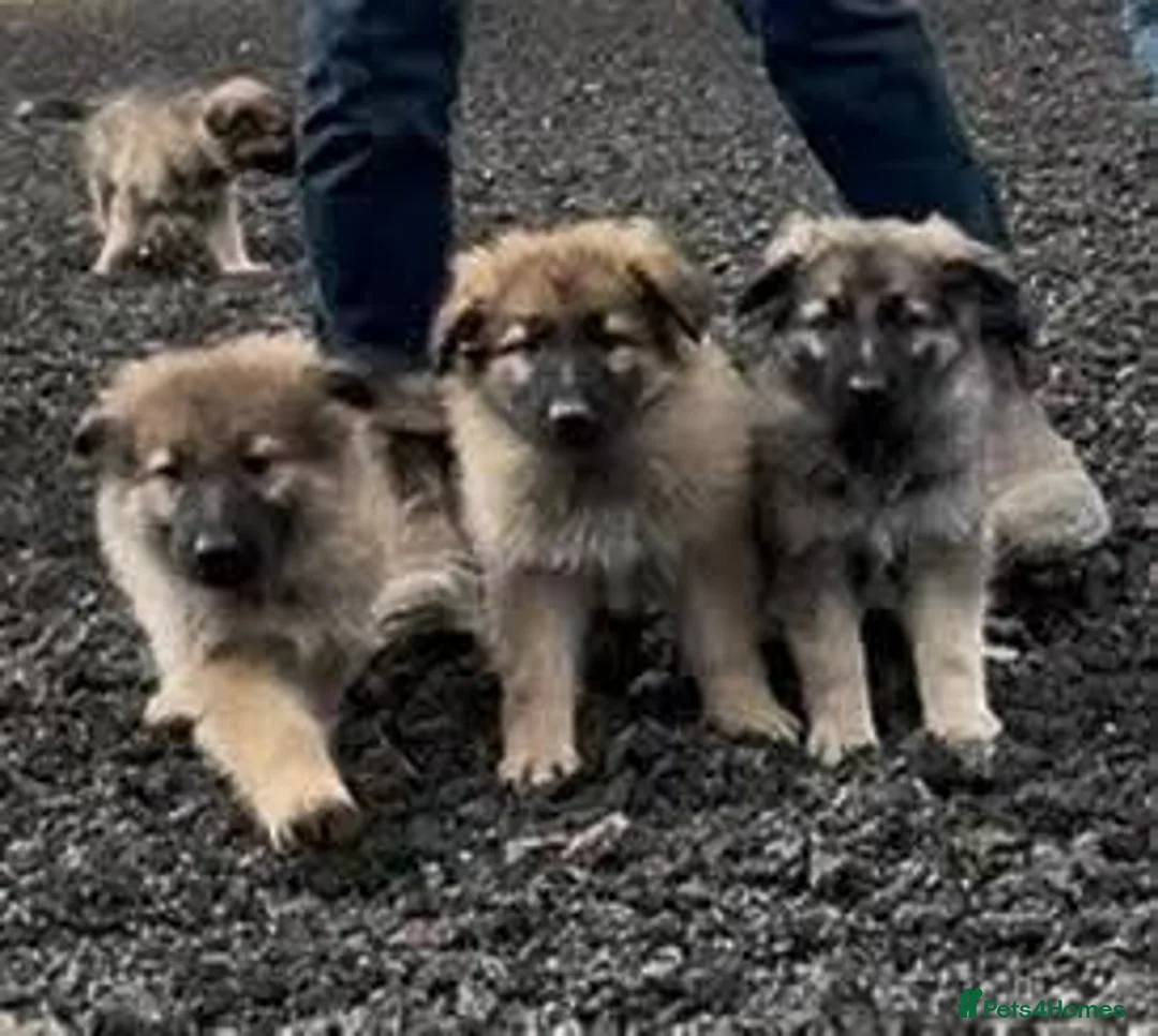 German Shepherd dogs for sale: German Shepherd pups - Advert 1