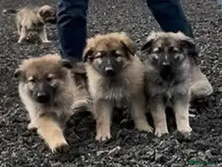 German Shepherd dogs German Shepherd pups - Advert 1