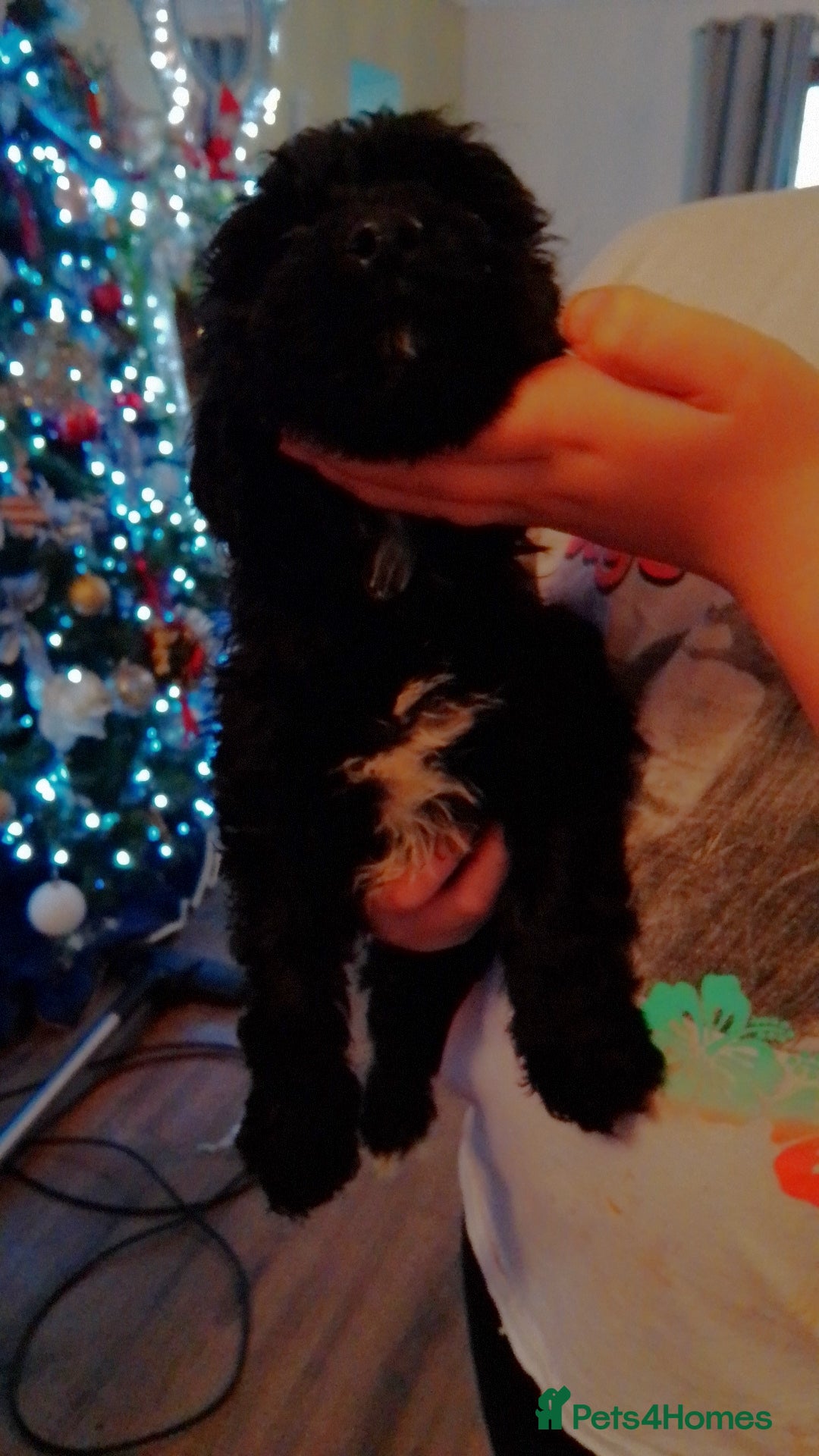 Cockapoo dogs Ready now beautiful colours  - Advert 1