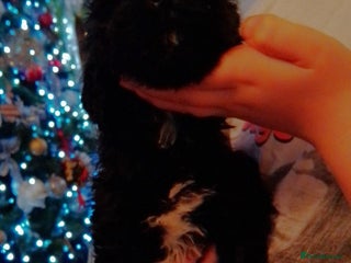 Cockapoo dogs Ready now beautiful colours - Advert 4