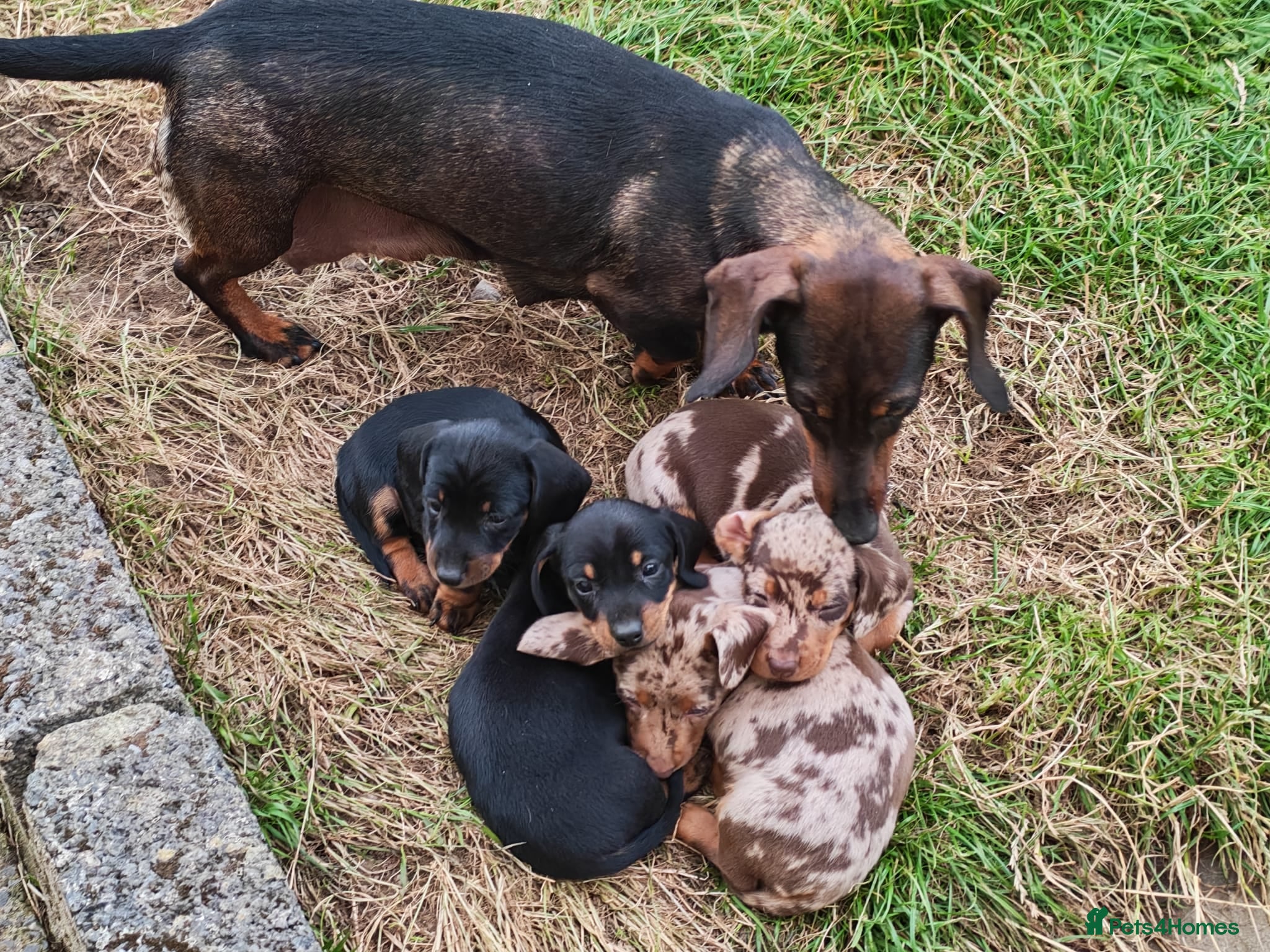 Miniature Dachshund dogs for sale: Miniature Dachshund Puppies for Sale in Southsea - Advert 4