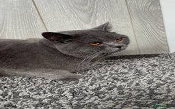 British Shorthair cats for sale: 2 British short hairs - Image 1