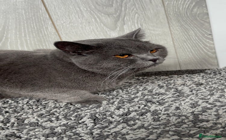 British Shorthair cats - Advert 1