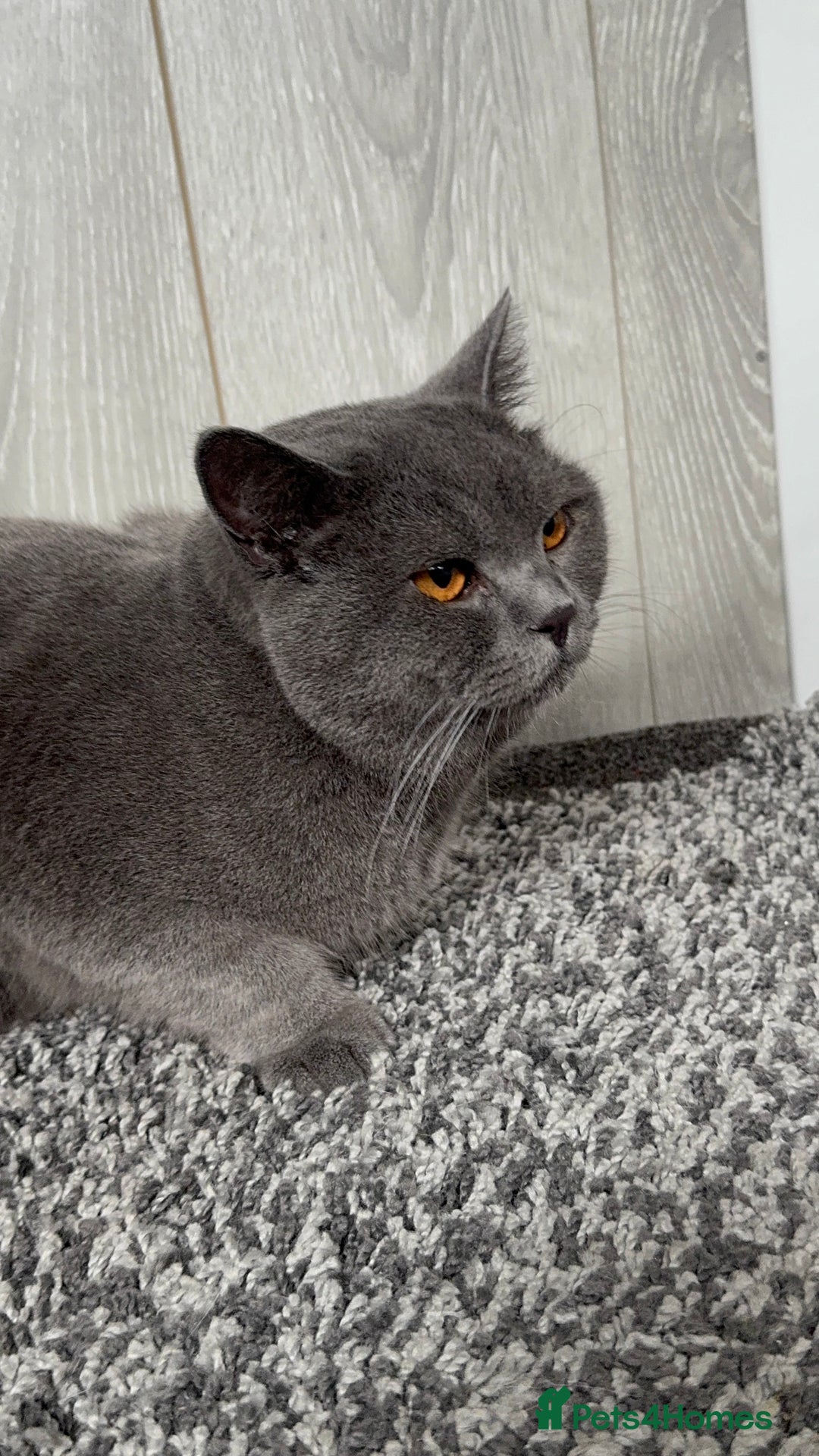 British Shorthair cats for sale: 2 British short hairs - Image 1