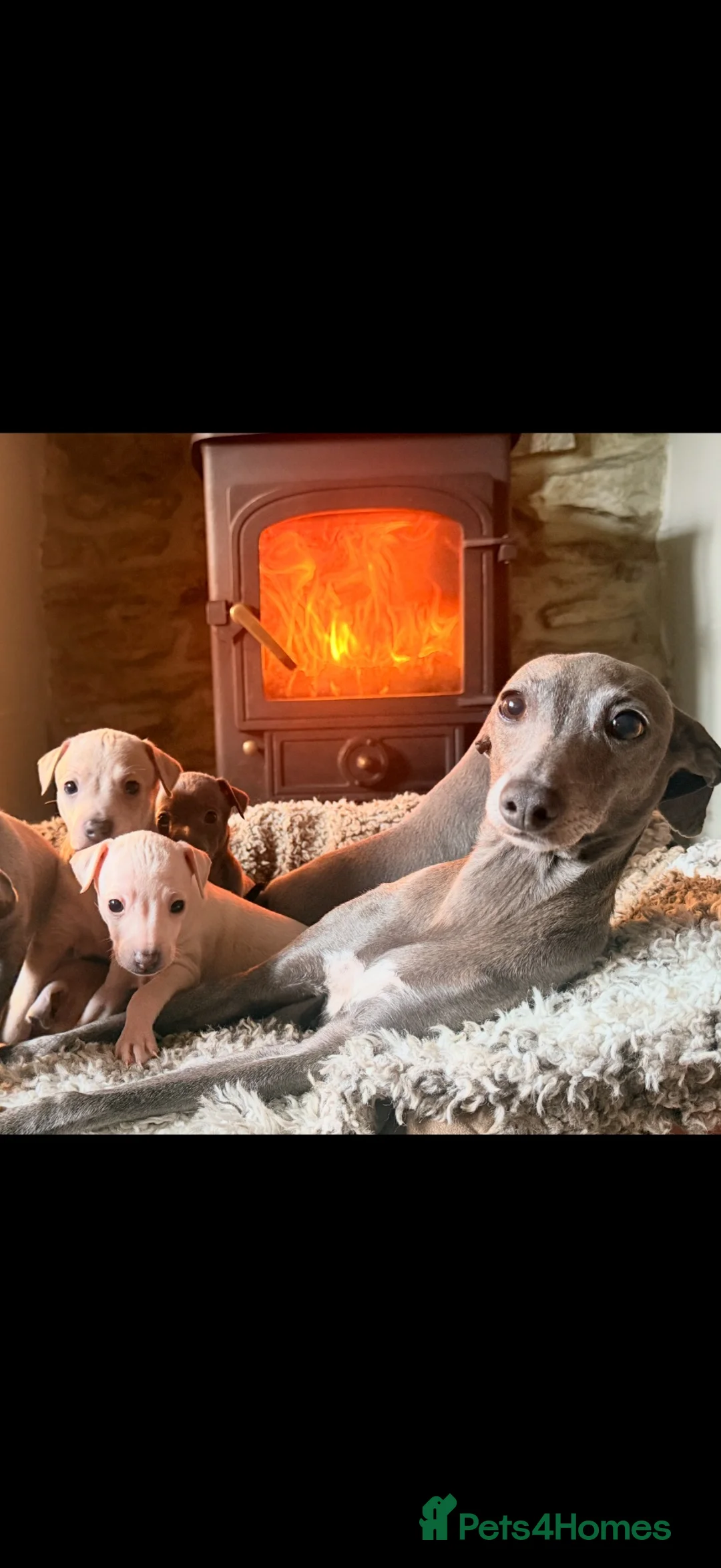 Italian Greyhound dogs for sale: Italian Greyhound Puppies —Licensed 5-Star Breeder - Advert 6