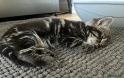 Mixed Breed cats for sale: Make and female tabby kittens for sale  - Image 15