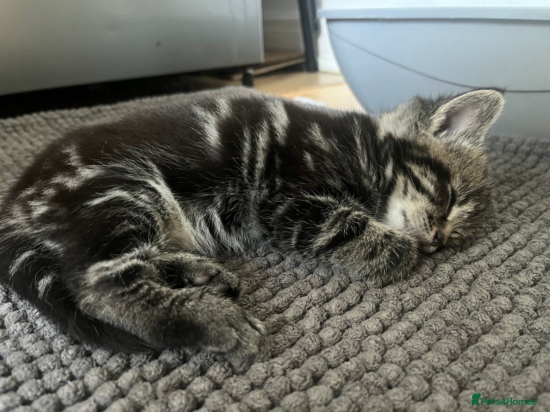 Mixed Breed cats for sale: Make and female tabby kittens for sale  - Image 15