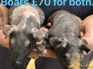 Guinea Pig rodents - Advert 2
