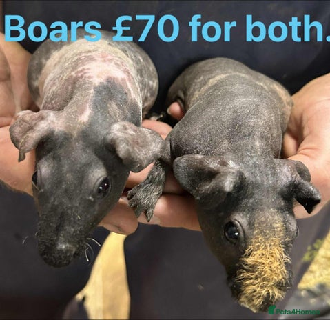 Guinea Pig rodents - Advert 1