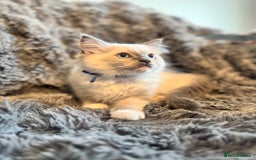Ragdoll cats for sale: Gorgeous Pedigree Ragdolls  - Image 17