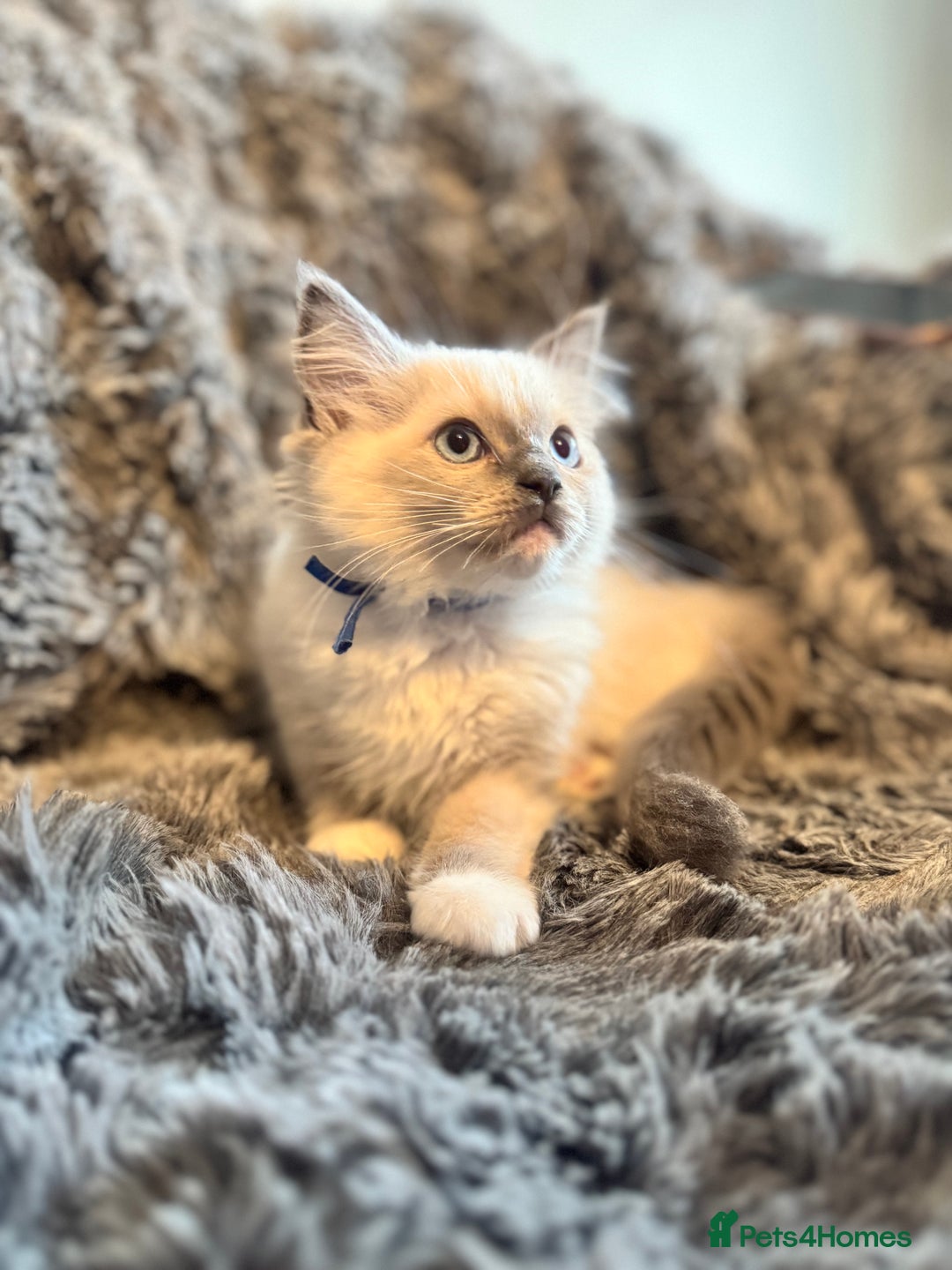 Ragdoll cats for sale: Gorgeous Pedigree Ragdolls  - Image 17