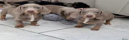 Dachshund dogs for sale: Miniature short hair dachshund  - Advert 2