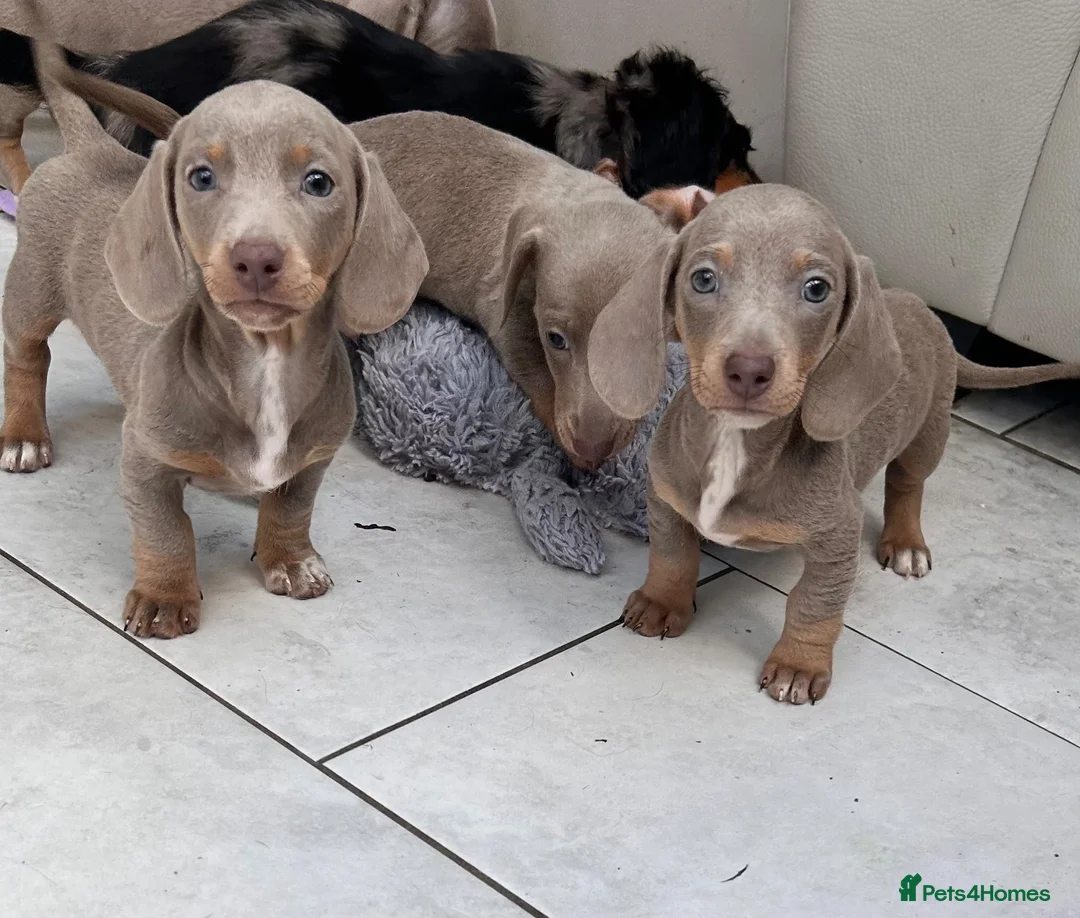 Dachshund dogs for sale: Miniature short hair dachshund  - Advert 2