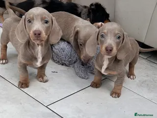 Dachshund dogs Miniature short hair dachshund - Advert 17